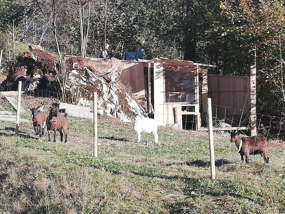 Haus Alpin Lofer Lägenhet Exteriör bild